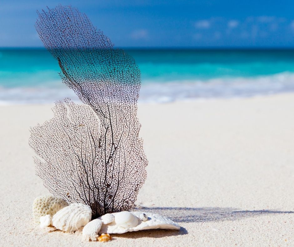 strand-stilleben-bodil-strangliden